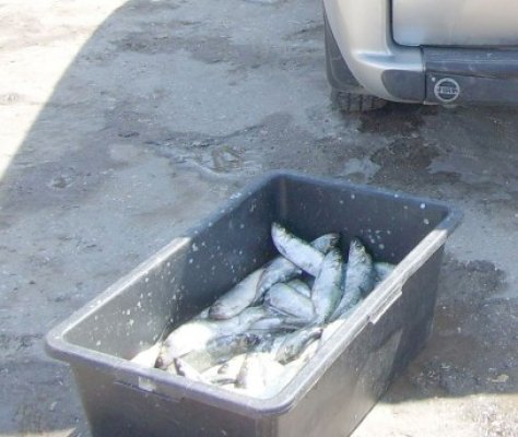 Braconieri sibieni prinşi de poliţiştii Gărzii de Coastă
